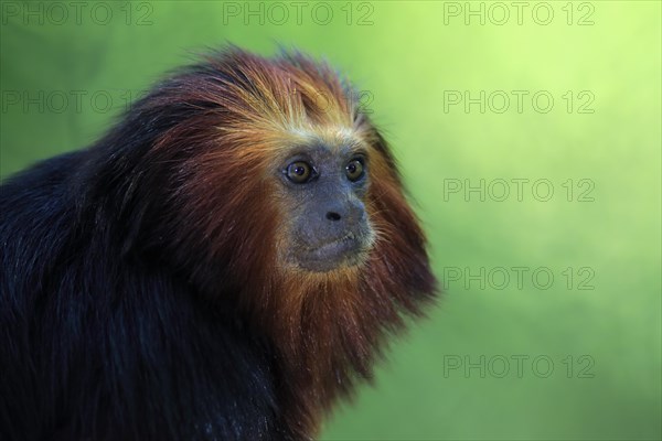 Golden-headed lion tamarin (Leontopithecus chrysomelas)