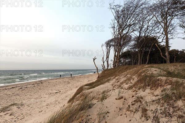 Windswept tree