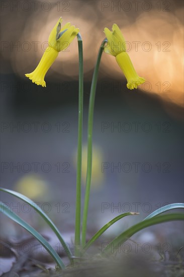 Cyclamen-flowered daffodils (Narcissus cyclamineus)