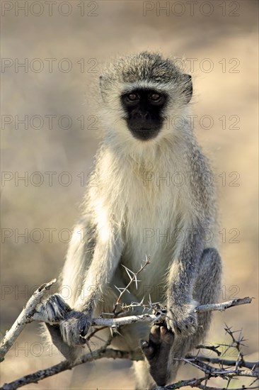 Vervet monkey (Chlorocebus pygerythrus)