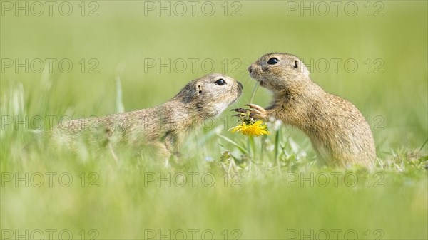 European ground squirrels (Spermophilus citellus) eat Dandelion (Taraxacum)