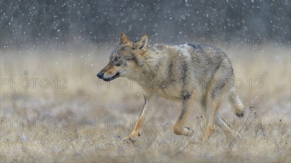 Gray wolf (Canis lupus)