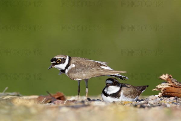 Little ringed plover (Charadrius dubius)