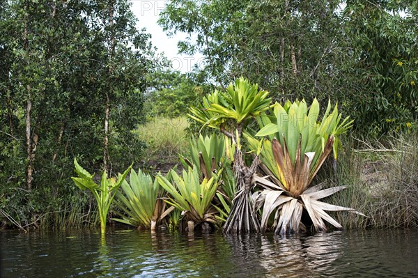 Screw pine (Pandanus) on the river bank