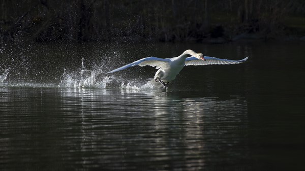 Mute swan (Cygnus olor)