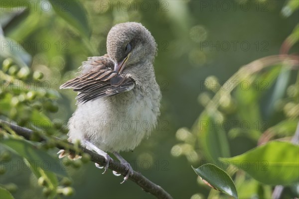Young Red-backed shrike (Lanius collurio)