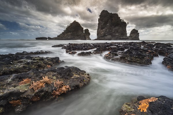 Starfishes on rocky coast