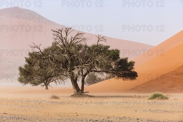 Camelthorn tree (Acacia erioloba) in front of Sand Dune