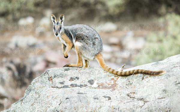 Yellow-footed rock-wallaby (Petrogale xanthopus)