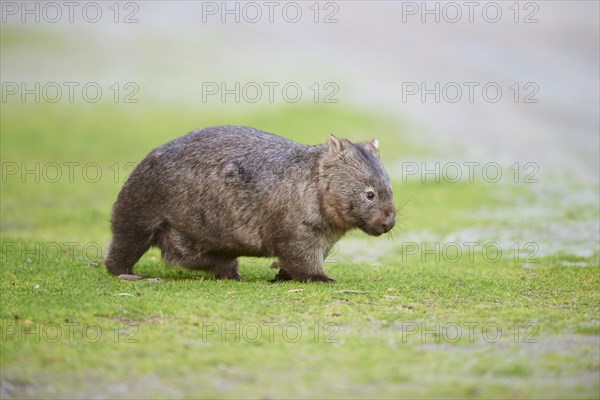 Common wombat (Vombatus ursinus)