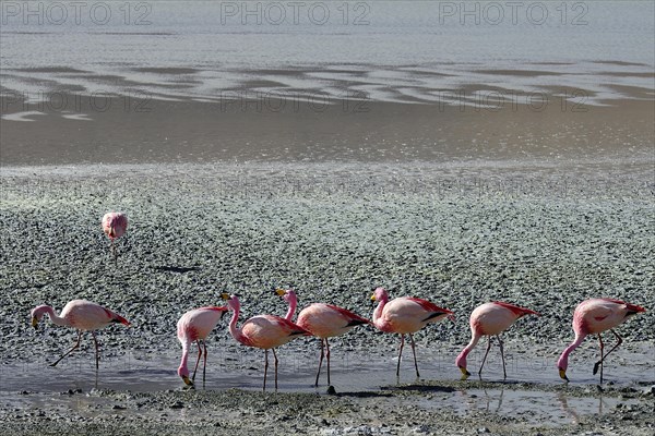 James's flamingos (Phoenicoparrus jamesi)