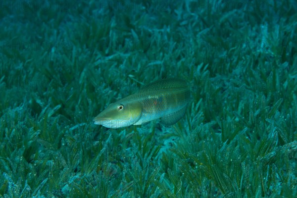 Cigar Wrasse (Cheilio inermis) swim over sea grass