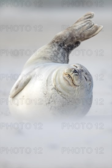 Grey seal (Halichoerus grypus) lies with raised tail fin on the beach