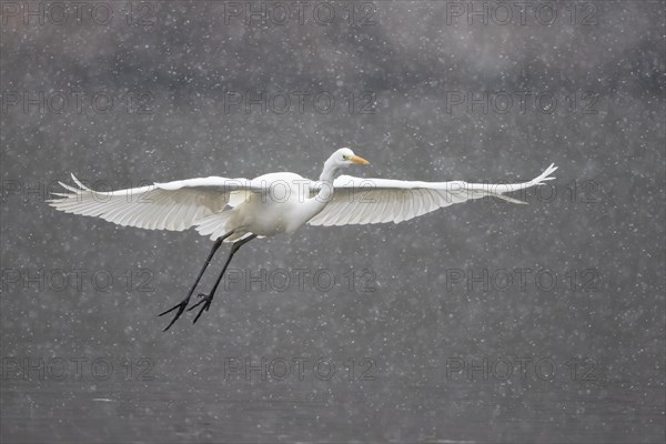 Great egret (Ardea alba) flying during snowfall