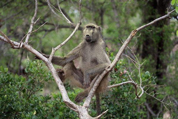 Chacma baboon (Papio ursinus)