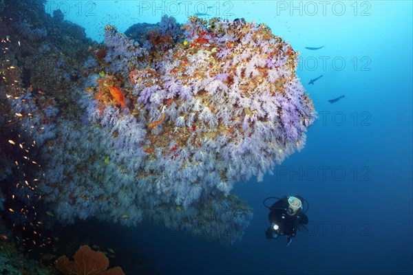 Diver looks at overhang densely overgrown with soft corals (Alcyonacea)