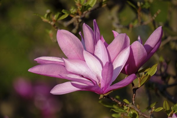 Mulan magnolia (Magnolia liliiflora)