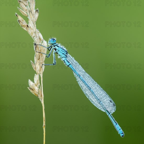 Azure damselfly (Coenagrion puella) sits on grass ear covered with dewdrops