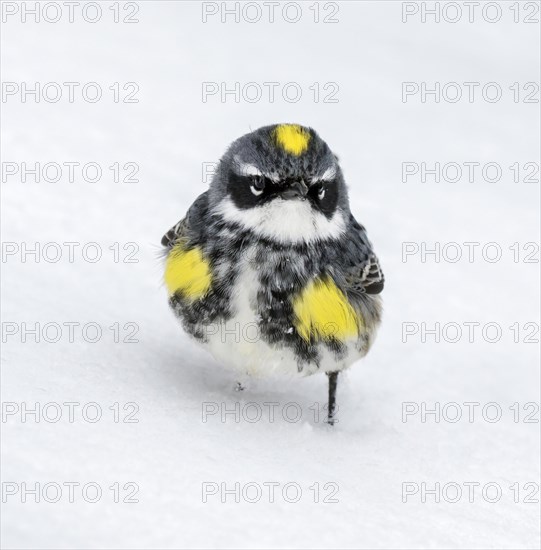 Male Yellow-rumped warbler (Setophaga coronata)