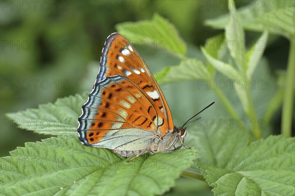 Poplar admiral (Limenitis populi) sitting on leaf