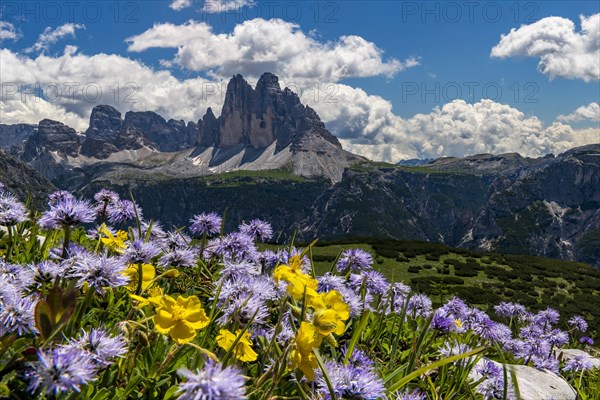 Flower meadow in front of mountain panorama