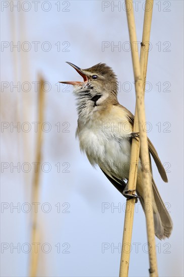 Great Reed Warbler (Acrocephalus arundinaceus)