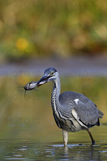 Grey heron (Ardea cinerea) with a black minke catfish