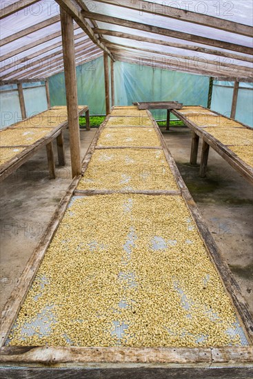Coffee beans left to dry