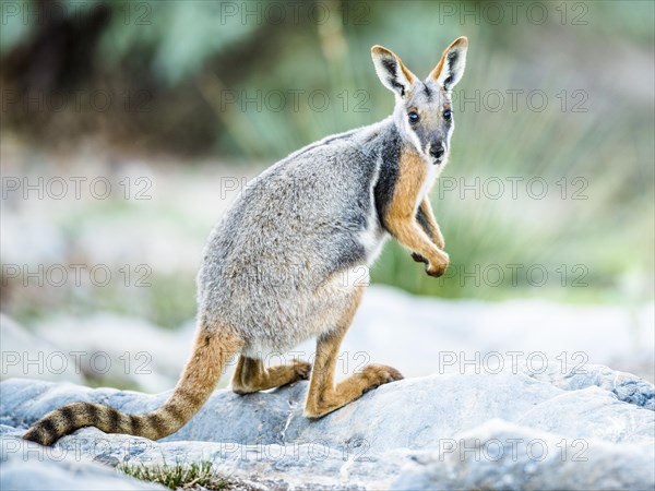 Yellow-footed rock-wallaby (Petrogale xanthopus)