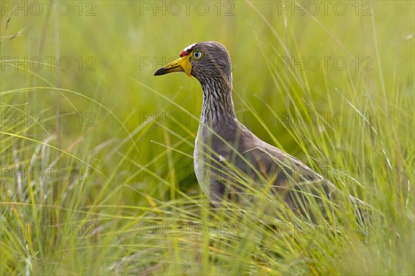 African wattled lapwing (Vanellus senegallus) in grass