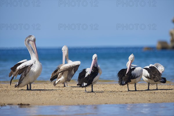 Australian pelicans (Pelecanus conspicillatus) at shore