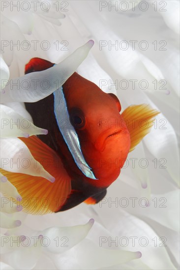 Clark's anemonefish (Amphiprion clarkii) in white anemone