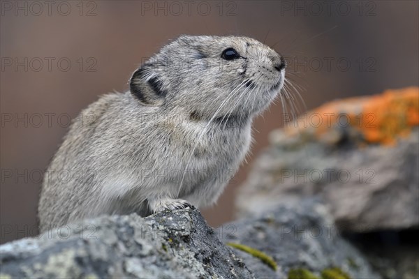 Collared pika (Ochotona collaris)