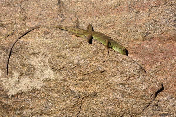 Semiadulte Green water dragon (Physignathus cocincinus) rests on rock