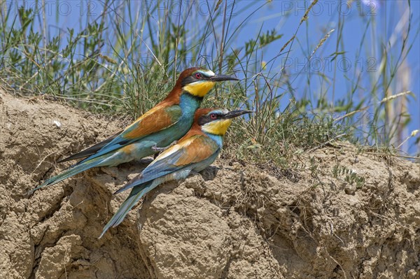 Bee-eater (Merops apiaster)