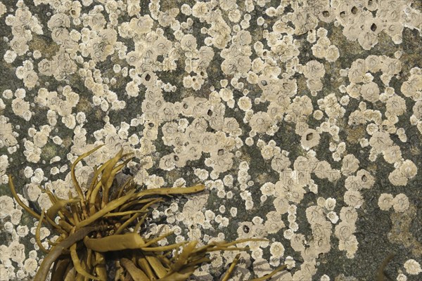 Barnacles (Balanidae) on a rock