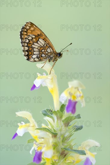 Heath fritillary (Mellicta athalia) sits on nettle