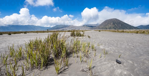 Grasses in the caldera