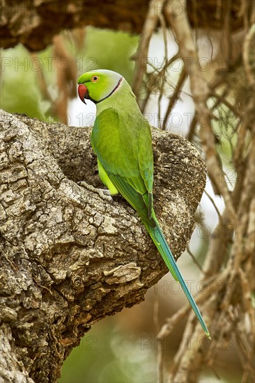 Alexandrian Parrot (Psittacula eupatria)