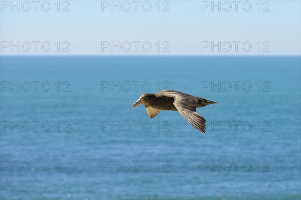 Southern giant petrel (Macronectes giganteus) in flight over the sea