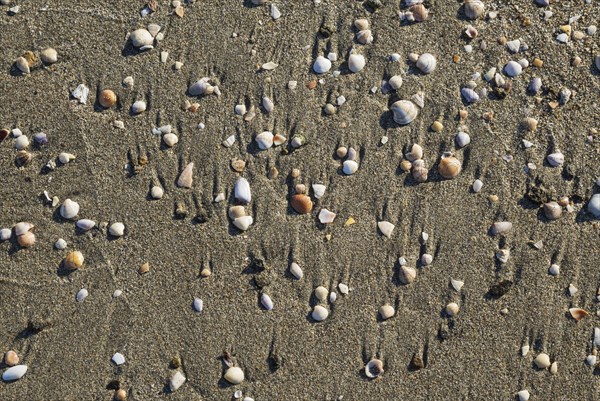 Shells at the Playa del Monsul