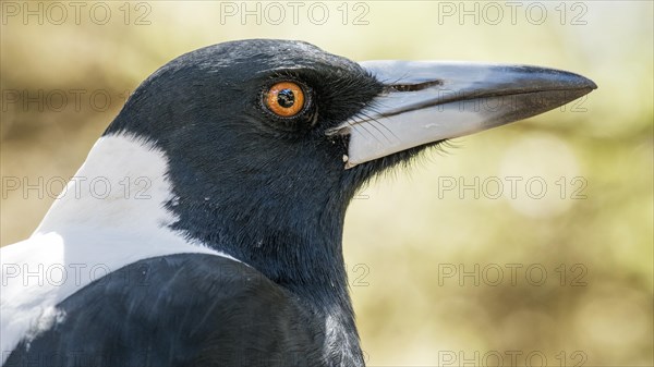 Australian magpie (Gymnorhina tibicen)