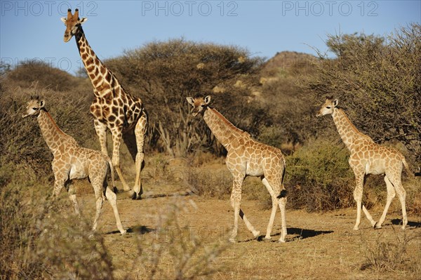 Three young Giraffes (Giraffa camelopardalis) with mother