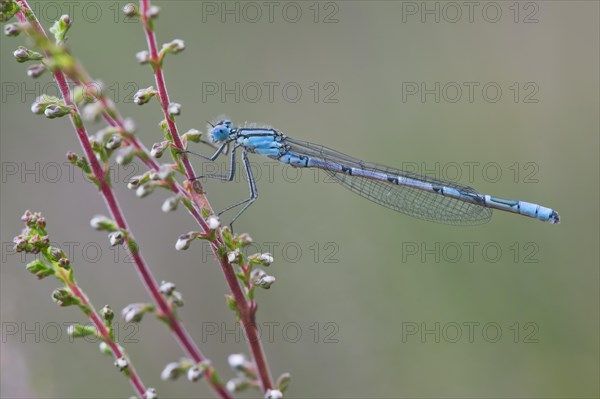 Azure damselfly (Coenagrion puella) at Heather (Calluna vulgaris)