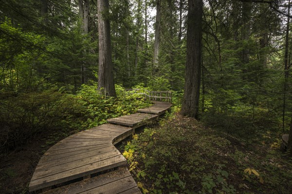 Wood path