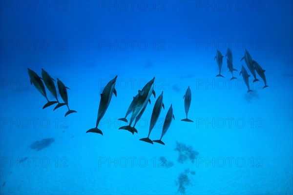 Three group of Spinner Dolphins (Stenella longirostris) swims over sandy bottom