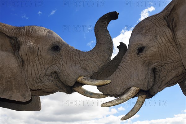 African elephants (Loxodonta africana)