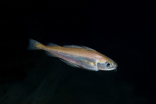 Poor Cod (Trisopterus Minutus)