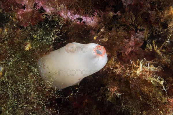 Dirty Sea-squirt or European Sea Squirt (Ascidiella aspersa)