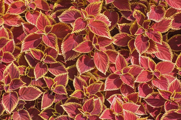 Coleus nettles (Solenostemon)